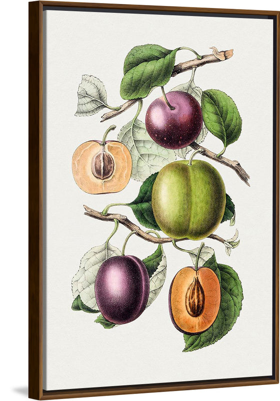 "Hand Drawn Plums"