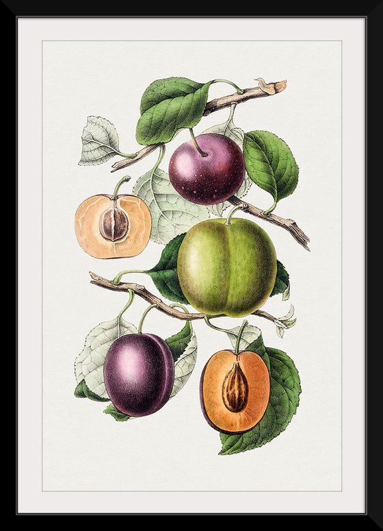 "Hand Drawn Plums"