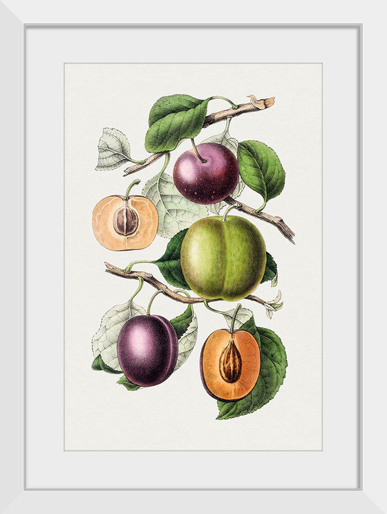 "Hand Drawn Plums"