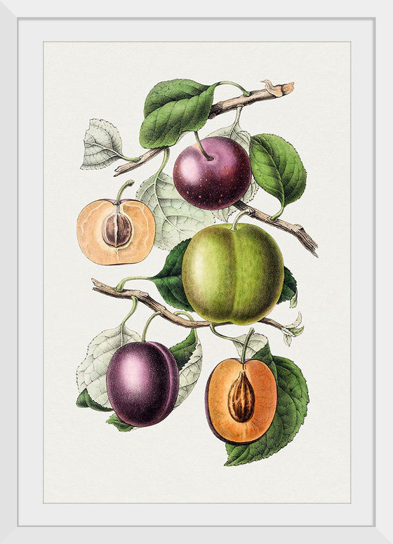 "Hand Drawn Plums"