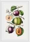 "Hand Drawn Plums"