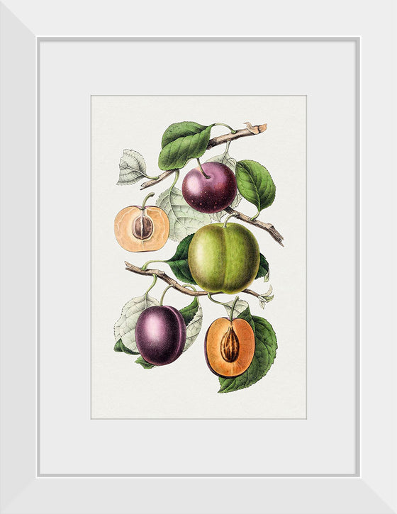 "Hand Drawn Plums"