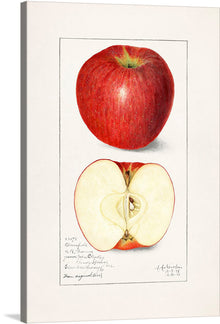  This beautiful print of a red apple is a perfect addition to any kitchen or dining room. The artist has captured the essence of the fruit with stunning detail and color. The print is a realistic drawing of a whole apple and a cross-section of an apple. The apple is a deep red color with a green stem, while the cross-section of the apple shows the seeds and the white flesh of the fruit.