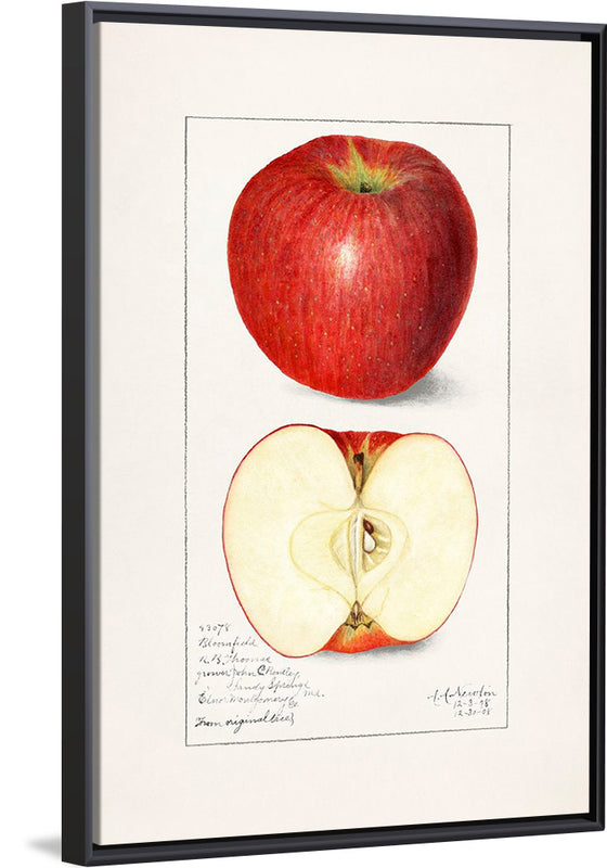 "Apples (Malus Domestica) (1908)", Amanda Almira Newton