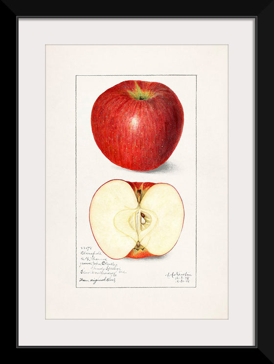 "Apples (Malus Domestica) (1908)", Amanda Almira Newton