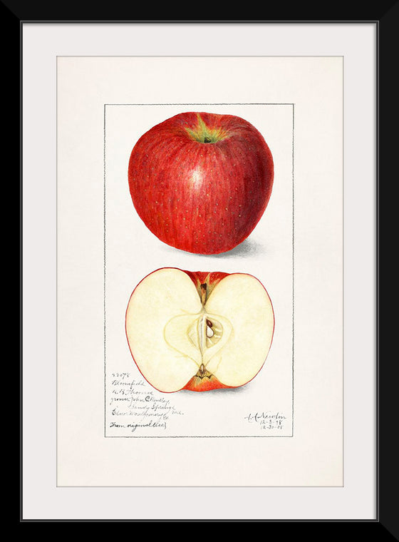 "Apples (Malus Domestica) (1908)", Amanda Almira Newton