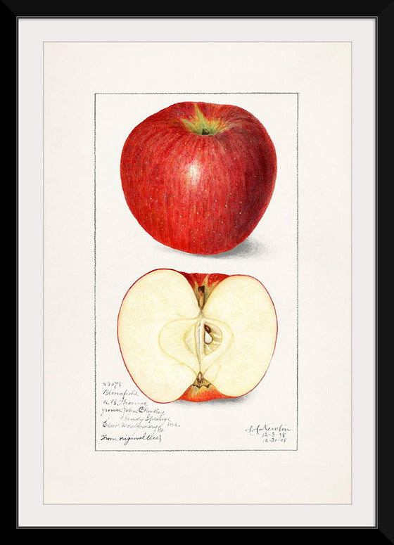 "Apples (Malus Domestica) (1908)", Amanda Almira Newton