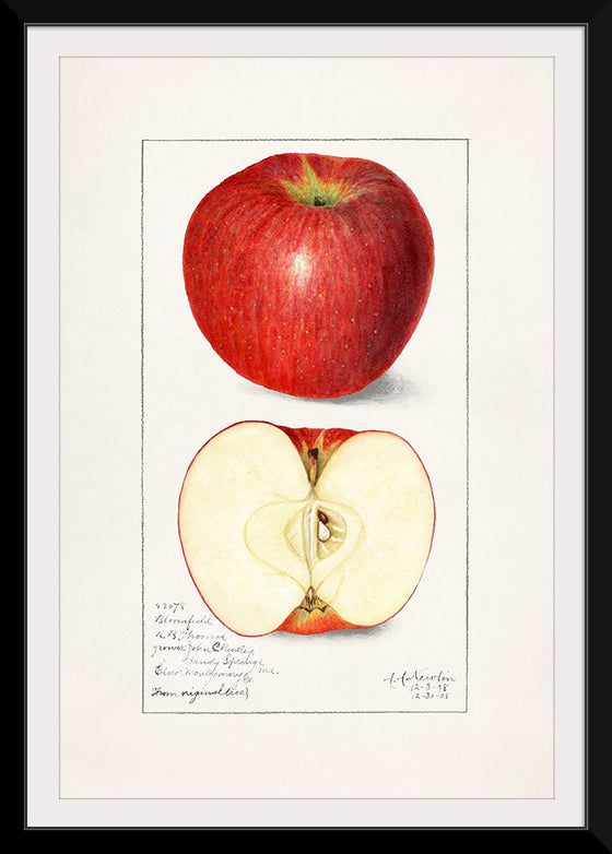 "Apples (Malus Domestica) (1908)", Amanda Almira Newton