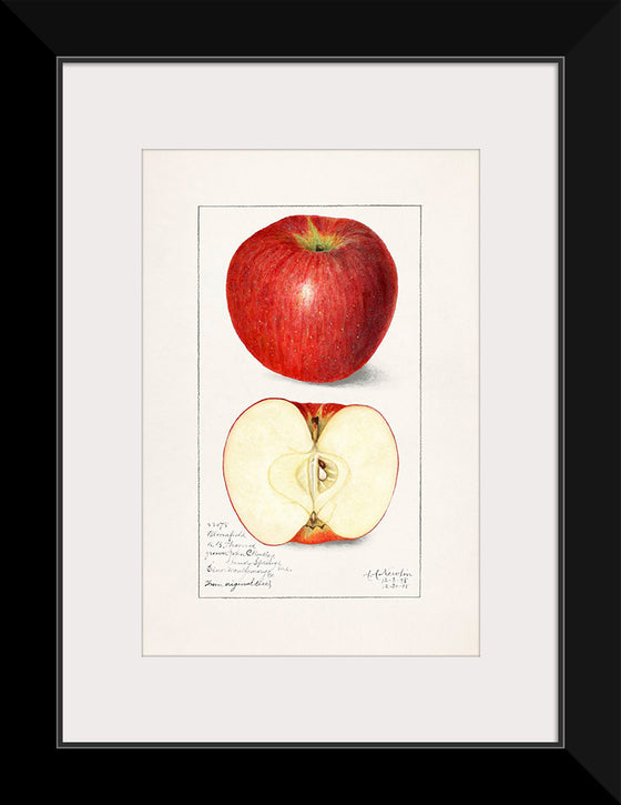 "Apples (Malus Domestica) (1908)", Amanda Almira Newton