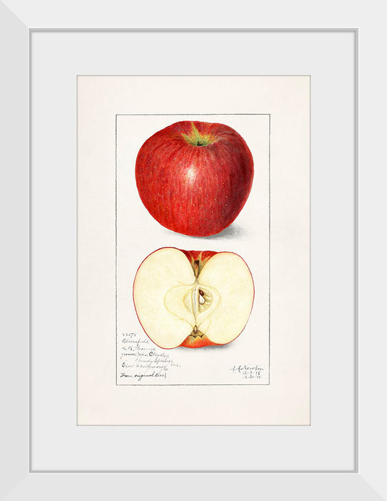 "Apples (Malus Domestica) (1908)", Amanda Almira Newton