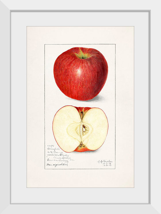 "Apples (Malus Domestica) (1908)", Amanda Almira Newton