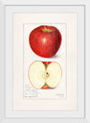 "Apples (Malus Domestica) (1908)", Amanda Almira Newton