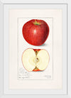 "Apples (Malus Domestica) (1908)", Amanda Almira Newton