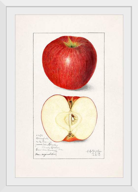 "Apples (Malus Domestica) (1908)", Amanda Almira Newton