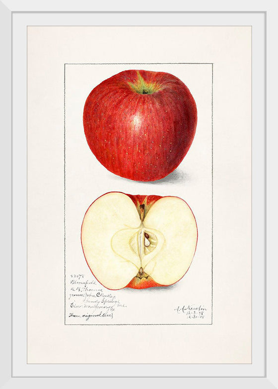 "Apples (Malus Domestica) (1908)", Amanda Almira Newton