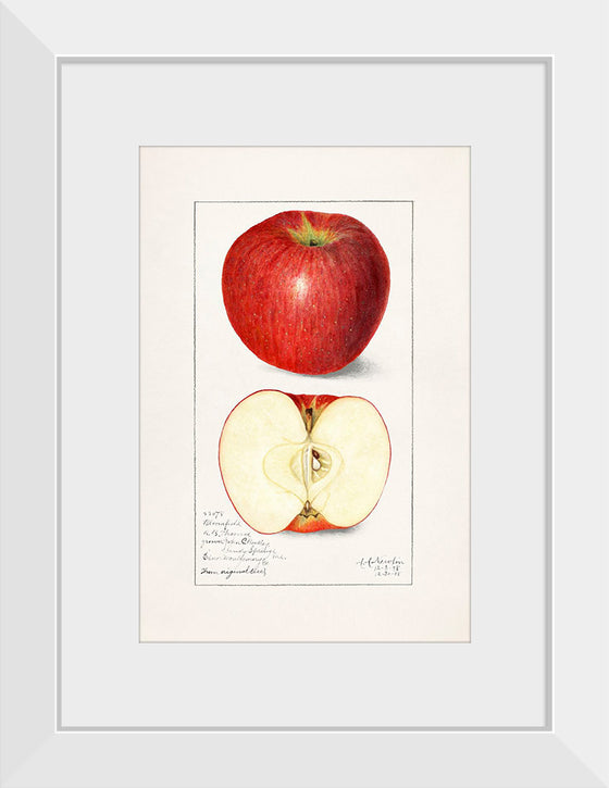 "Apples (Malus Domestica) (1908)", Amanda Almira Newton