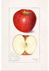 "Apples (Malus Domestica) (1908)", Amanda Almira Newton