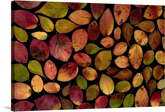 Immerse yourself in the enchanting dance of autumn with this exquisite print. Each leaf, a testament to nature’s artistry, is captured at the pinnacle of its transformation - where summer’s lush greenery meets autumn’s golden embrace. The rich hues of amber, crimson, and olive are meticulously preserved, offering a timeless celebration of fall’s ephemeral beauty. 