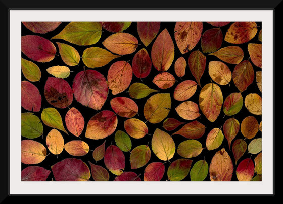 "Maple Leaves Arranged on a Flat Surface"