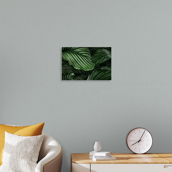 "Calathea Orbifolia Green Natural Leaves"