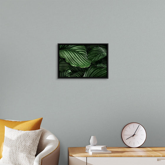 "Calathea Orbifolia Green Natural Leaves"