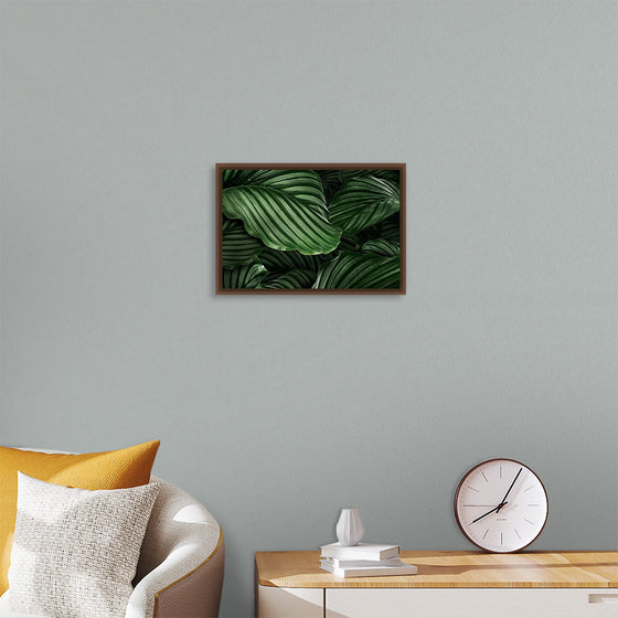 "Calathea Orbifolia Green Natural Leaves"