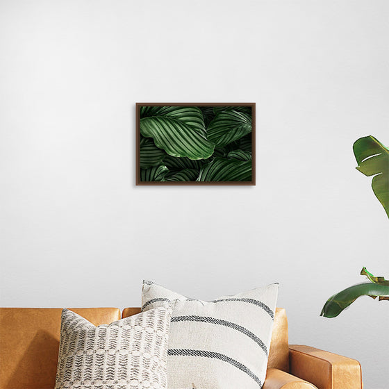 "Calathea Orbifolia Green Natural Leaves"