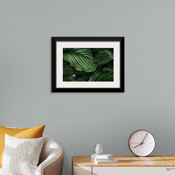 "Calathea Orbifolia Green Natural Leaves"