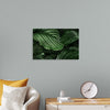 "Calathea Orbifolia Green Natural Leaves"