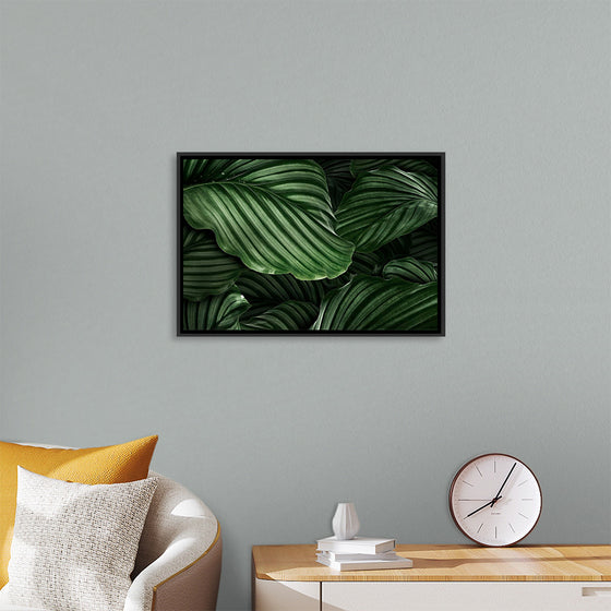 "Calathea Orbifolia Green Natural Leaves"