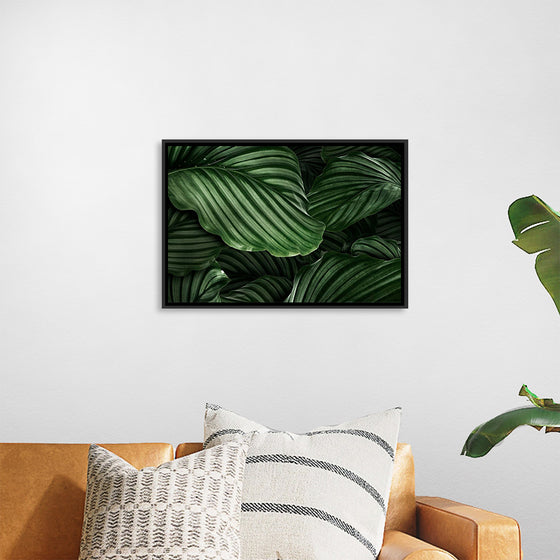 "Calathea Orbifolia Green Natural Leaves"