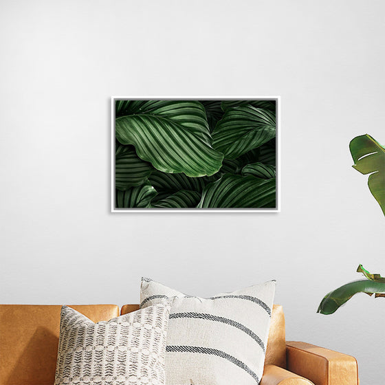 "Calathea Orbifolia Green Natural Leaves"