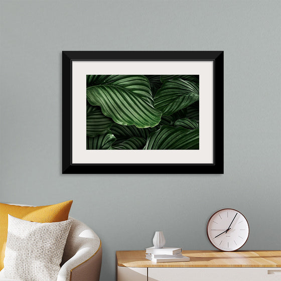 "Calathea Orbifolia Green Natural Leaves"