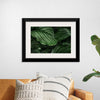 "Calathea Orbifolia Green Natural Leaves"