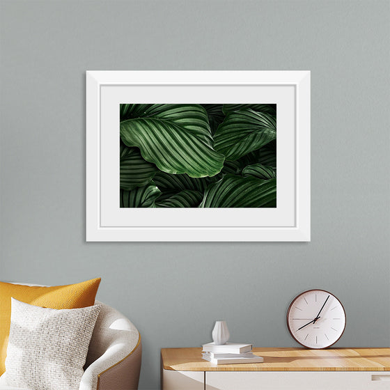 "Calathea Orbifolia Green Natural Leaves"