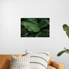 "Calathea Orbifolia Green Natural Leaves"