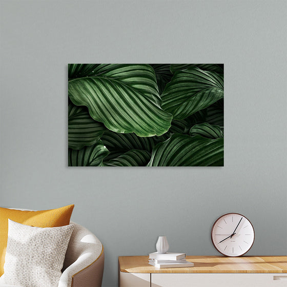 "Calathea Orbifolia Green Natural Leaves"