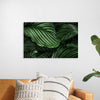 "Calathea Orbifolia Green Natural Leaves"