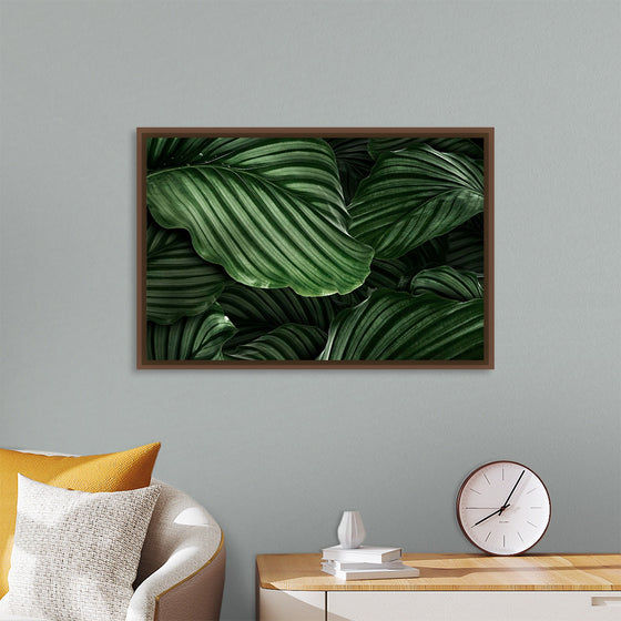 "Calathea Orbifolia Green Natural Leaves"