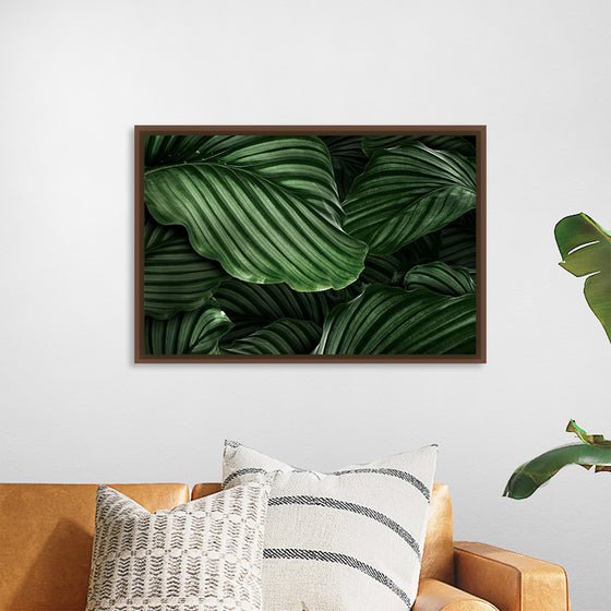 "Calathea Orbifolia Green Natural Leaves"