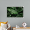 "Calathea Orbifolia Green Natural Leaves"