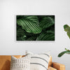 "Calathea Orbifolia Green Natural Leaves"