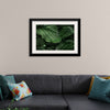 "Calathea Orbifolia Green Natural Leaves"