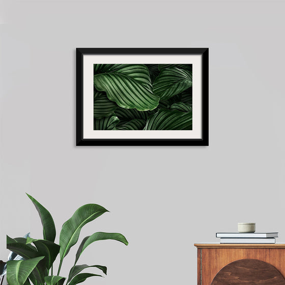 "Calathea Orbifolia Green Natural Leaves"