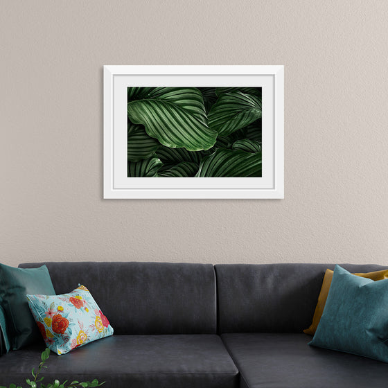 "Calathea Orbifolia Green Natural Leaves"