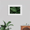 "Calathea Orbifolia Green Natural Leaves"