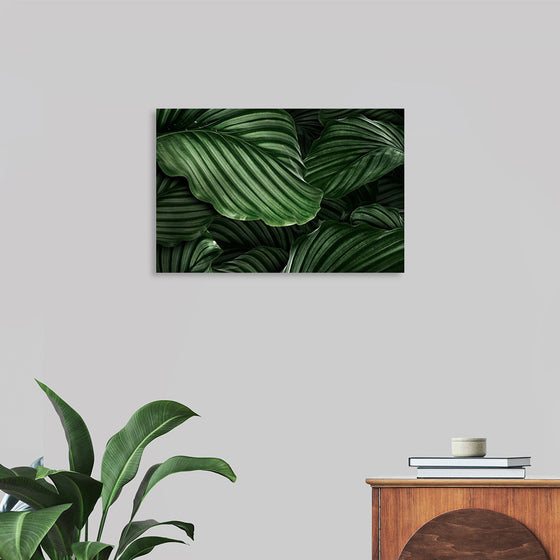 "Calathea Orbifolia Green Natural Leaves"