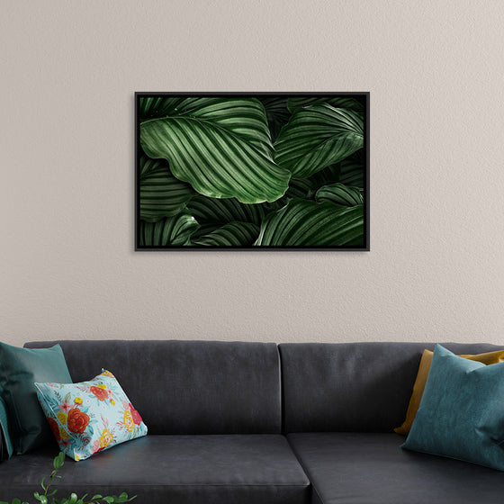 "Calathea Orbifolia Green Natural Leaves"