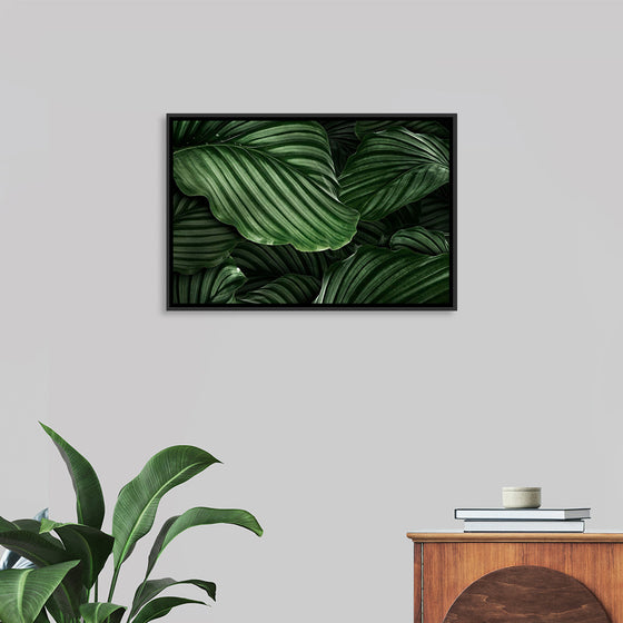 "Calathea Orbifolia Green Natural Leaves"