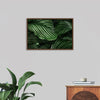 "Calathea Orbifolia Green Natural Leaves"